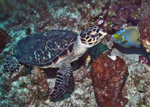 Came across this hawksbill turtle just sitting on the ree... by Tanya Goni 